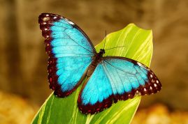 butterfly vida